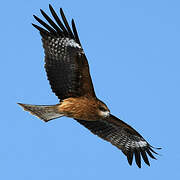 Black Kite (lineatus)