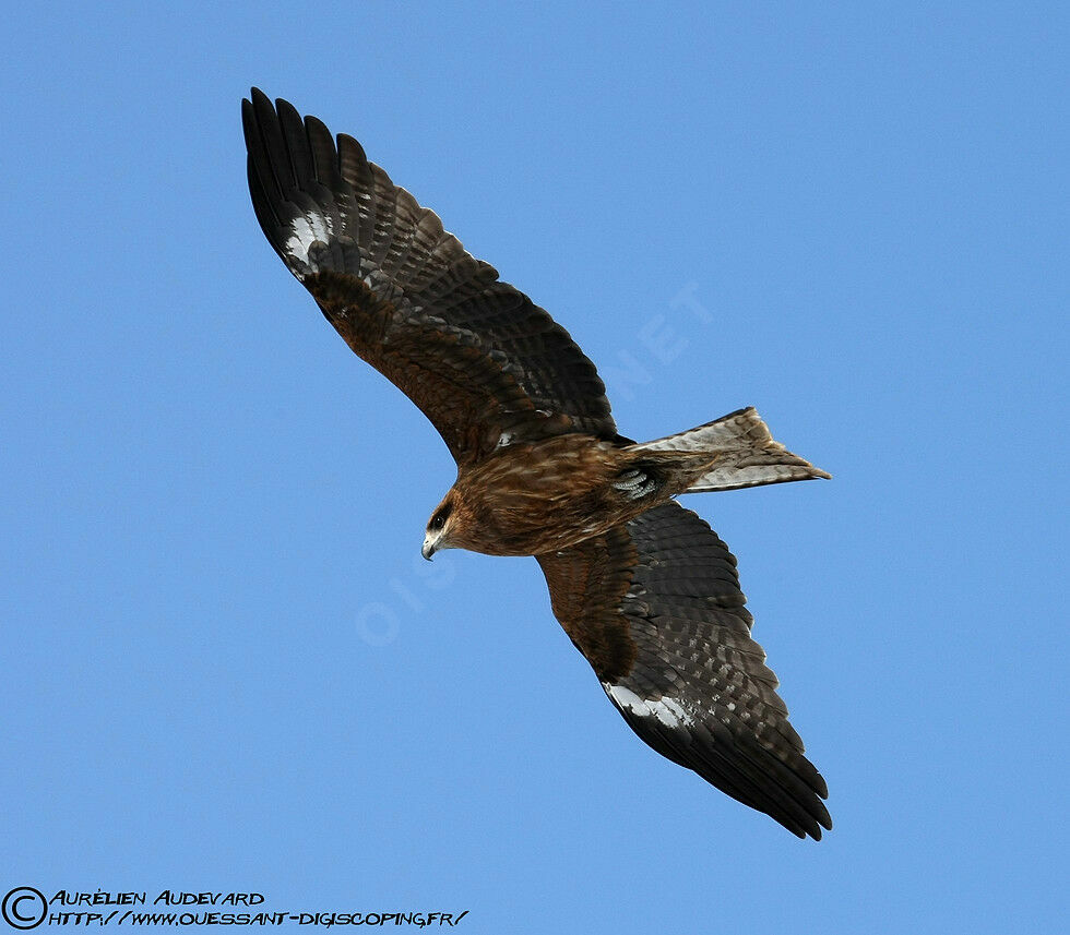 Black Kite (lineatus)