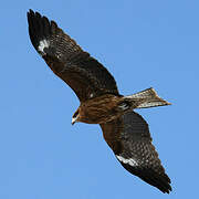 Black Kite (lineatus)