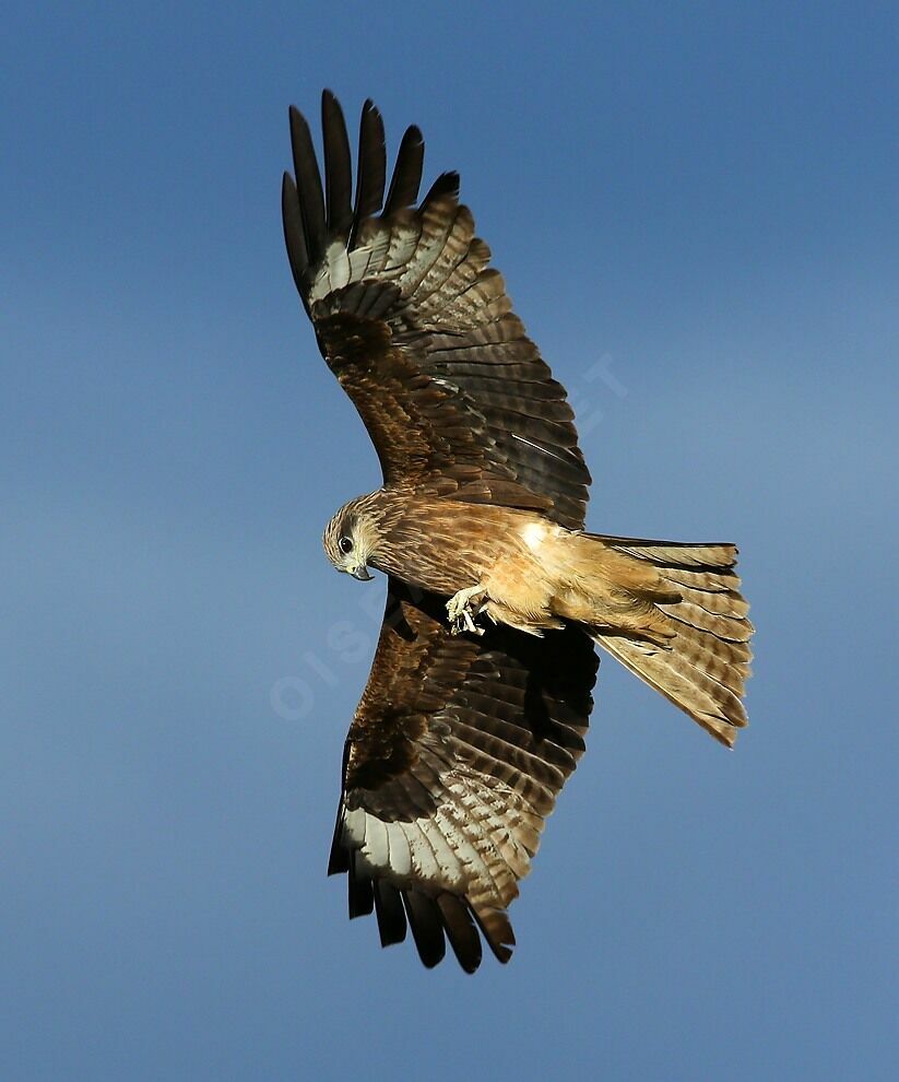 Black Kite (lineatus)