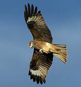 Black Kite (lineatus)