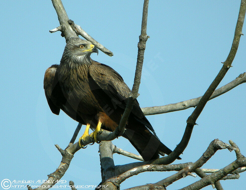 Black Kite