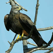 Black Kite