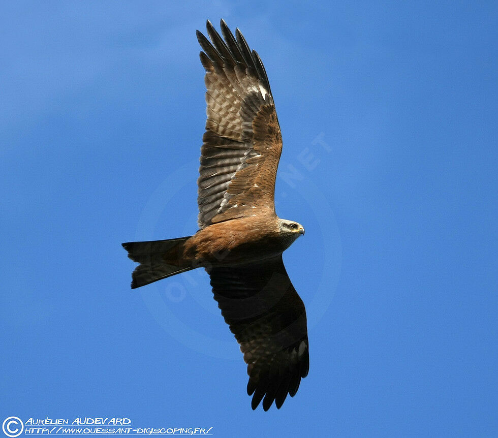 Black Kite