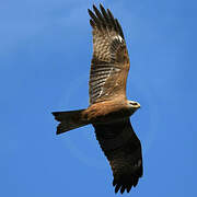 Black Kite