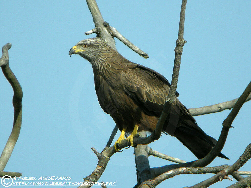 Black Kiteadult breeding, identification