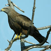 Black Kite