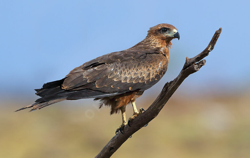 Black Kiteadult, identification