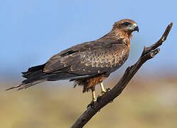 Black Kite