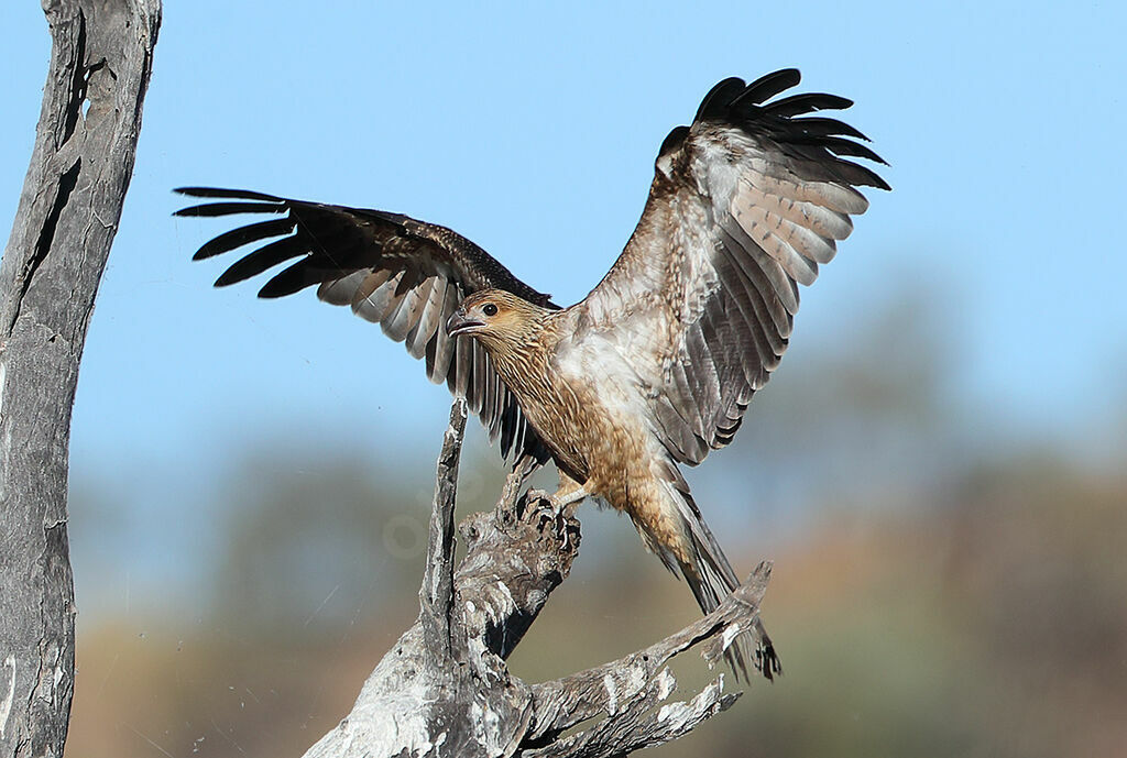 Whistling Kitejuvenile, identification