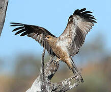 Whistling Kite