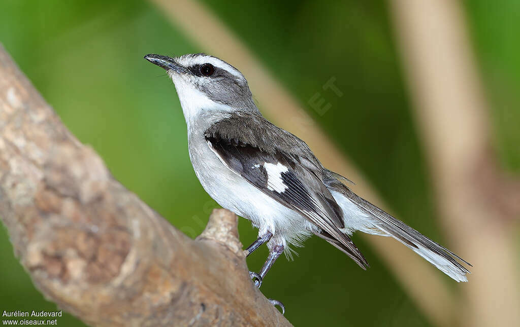 White-browed Robin male adult, identification