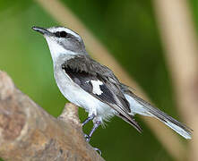 White-browed Robin