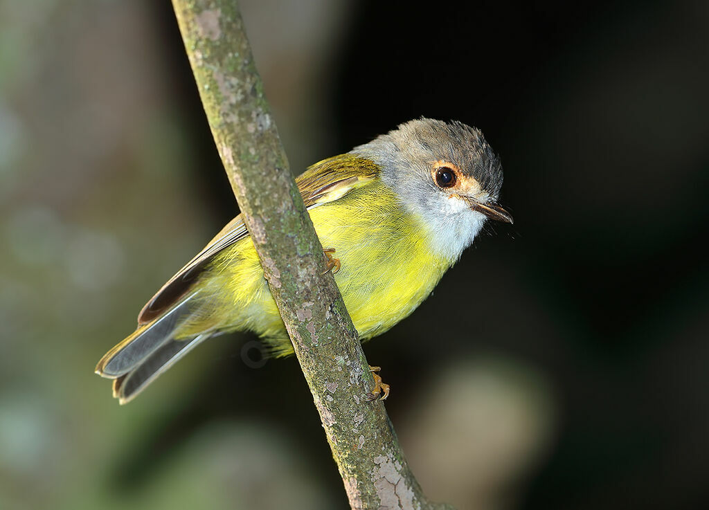 Pale-yellow Robinadult, identification