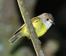 Pale-yellow Robin