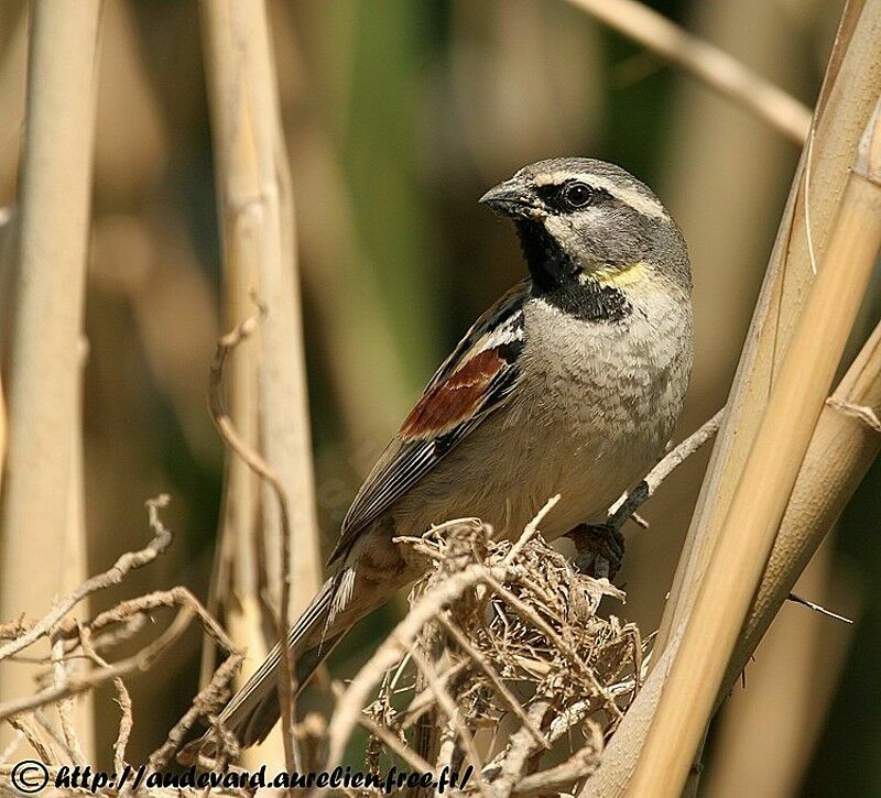 Dead Sea Sparrow