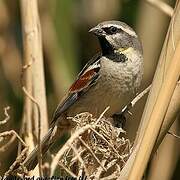 Dead Sea Sparrow