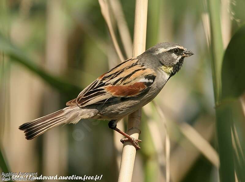 Dead Sea Sparrow male adult, identification