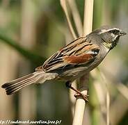 Dead Sea Sparrow