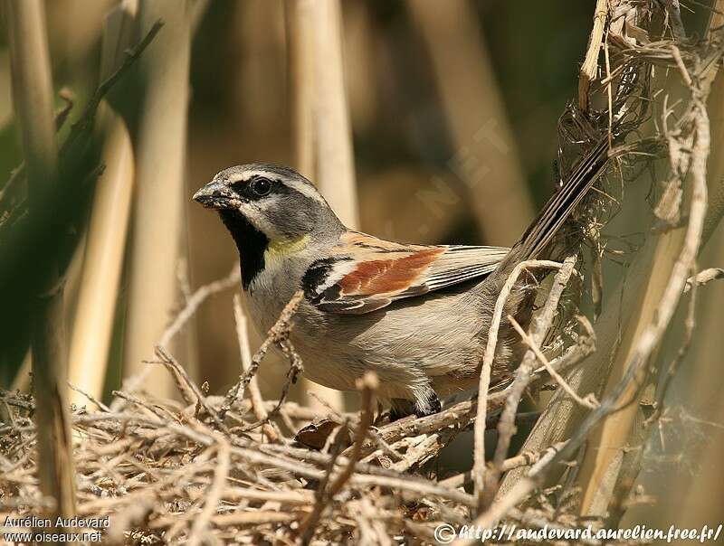 Dead Sea Sparrow male adult breeding, identification