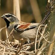 Dead Sea Sparrow