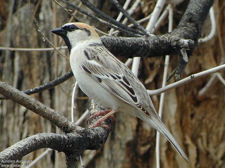 Saxaul Sparrow male adult breeding, identification