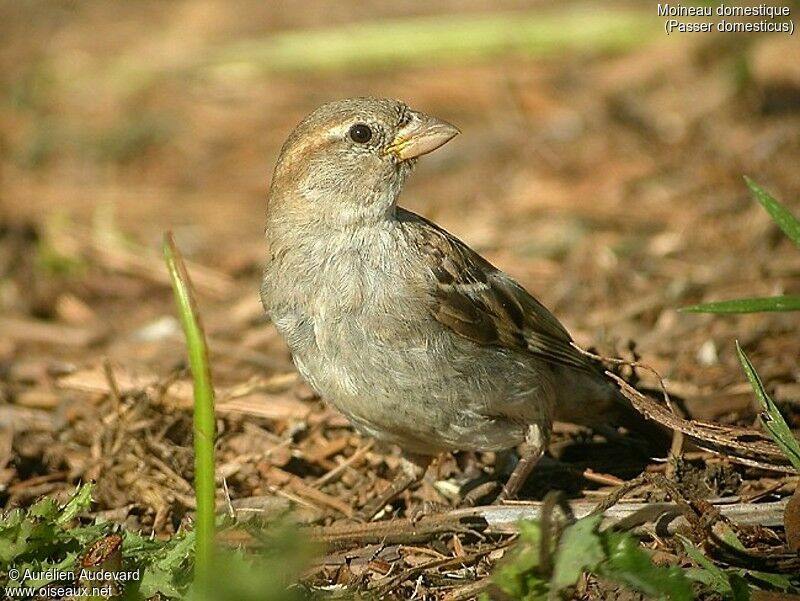 House Sparrow