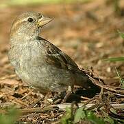 Moineau domestique