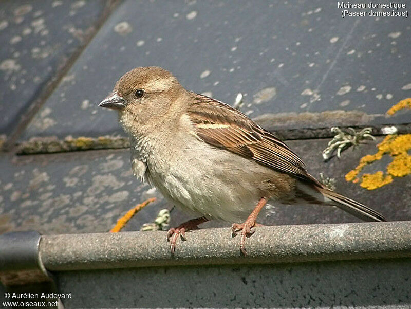 Moineau domestique