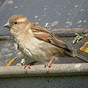 Moineau domestique