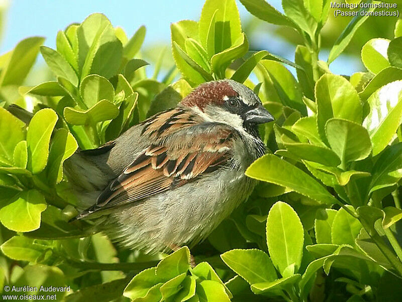 House Sparrow