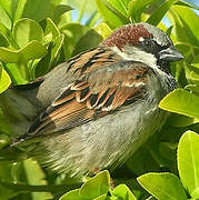 House Sparrow