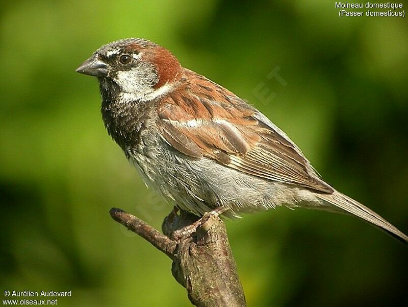 House Sparrow