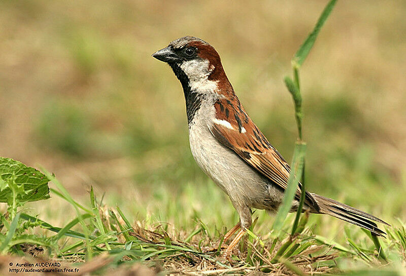 House Sparrow