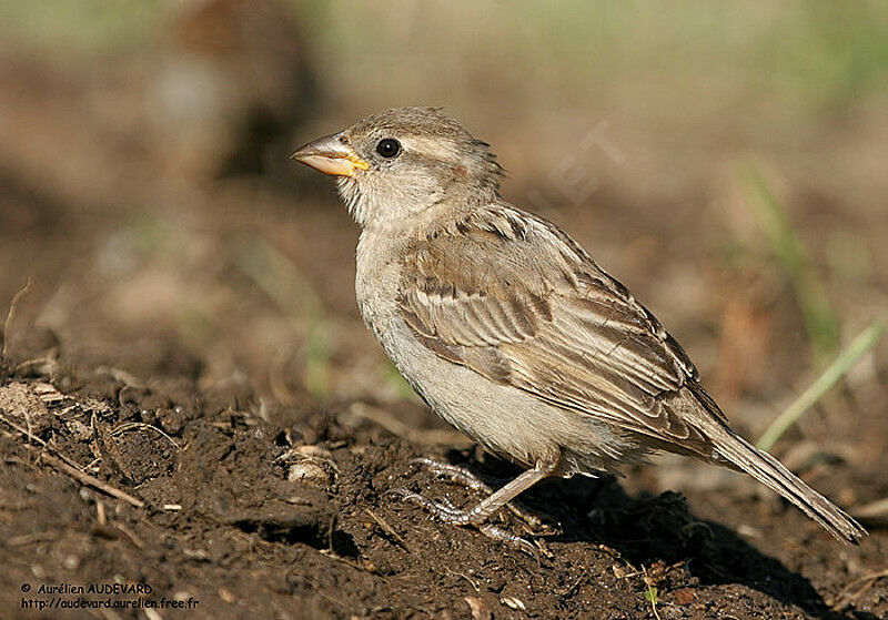 House Sparrow