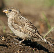 House Sparrow