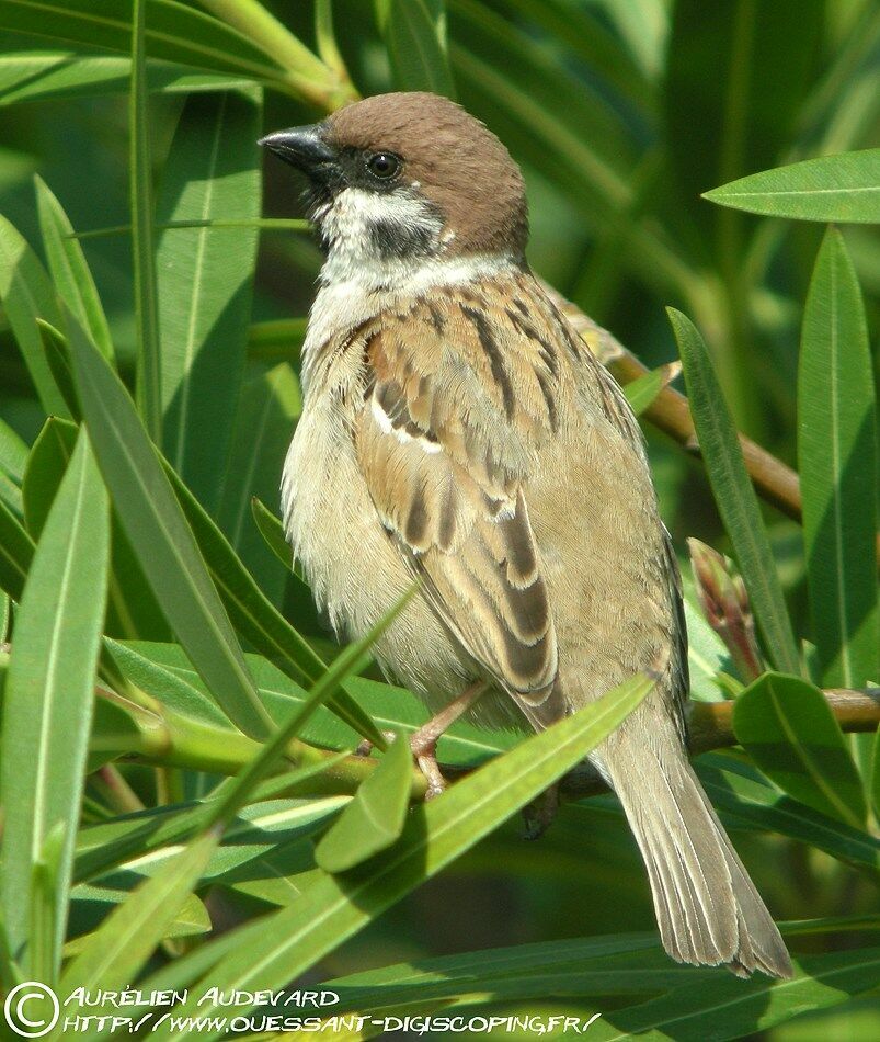 Moineau friquet, identification