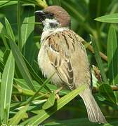 Eurasian Tree Sparrow