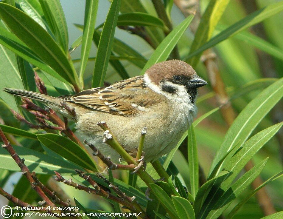 Eurasian Tree Sparrowadult breeding, identification