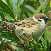 Eurasian Tree Sparrow