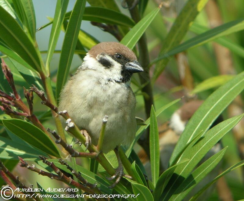 Eurasian Tree Sparrow, identification