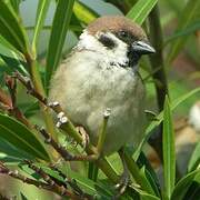 Eurasian Tree Sparrow