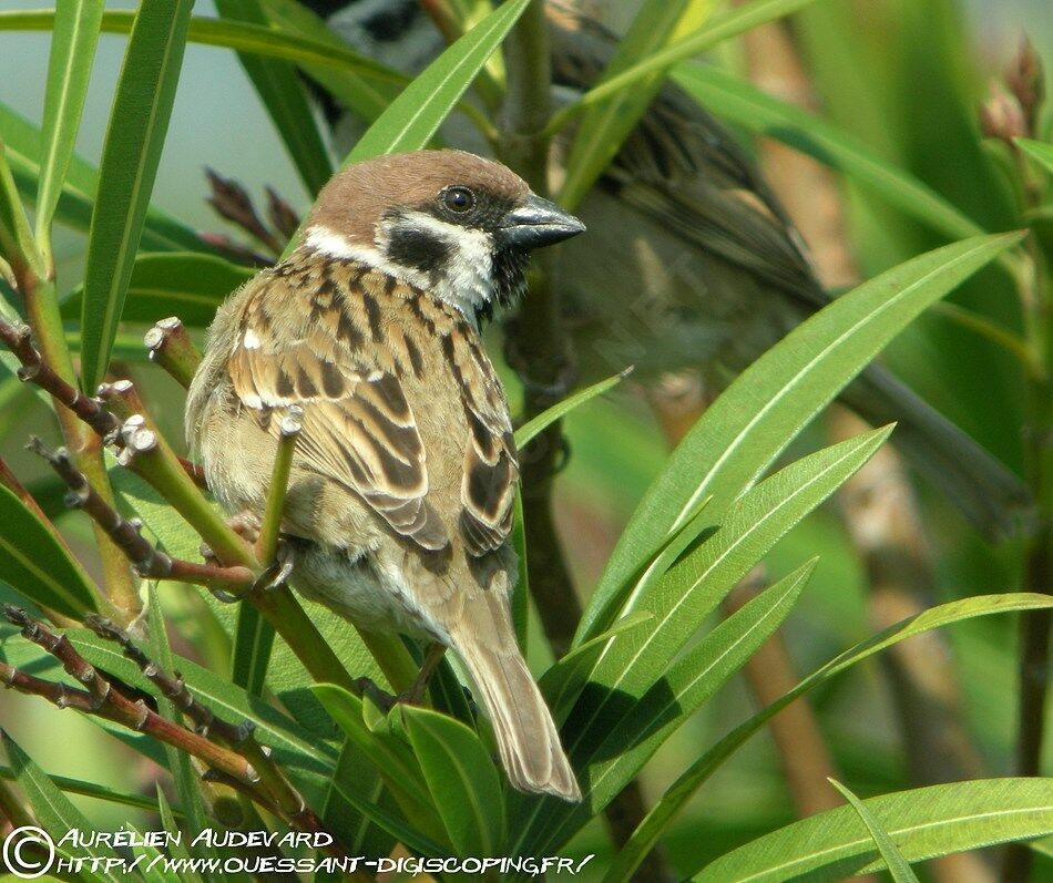 Moineau friquetadulte, identification