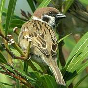 Eurasian Tree Sparrow