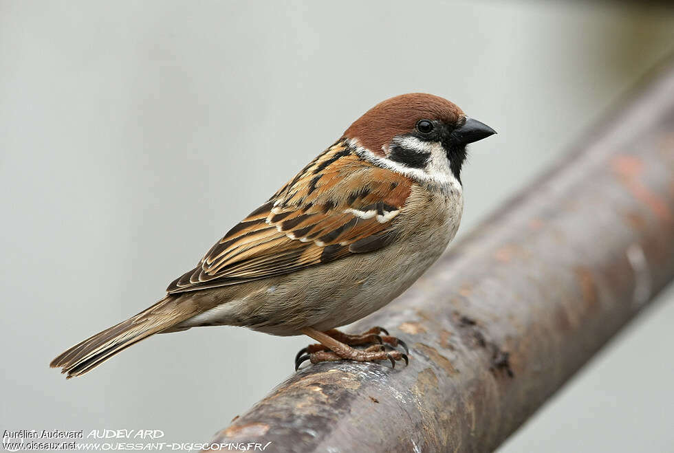 moineau friquet photo - moineau domestique photo