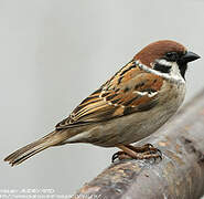 Eurasian Tree Sparrow