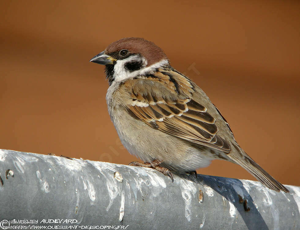 Moineau friquetadulte, identification