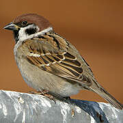 Eurasian Tree Sparrow