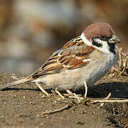 Eurasian Tree Sparrow