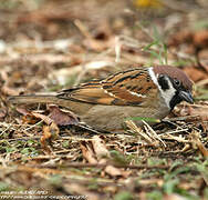 Eurasian Tree Sparrow